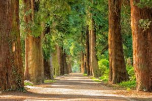 Verstecken spielen im Park