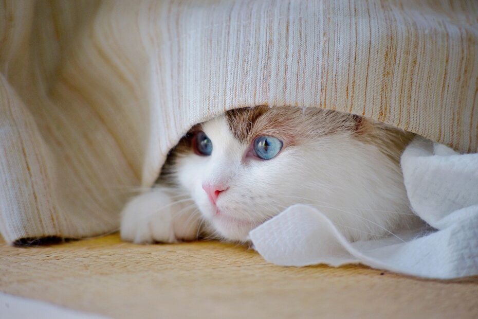 cat, kitten, pet, animal, mammal, white cat, lovely, cat portrait, cat eyes, nature, white, cute cat, hairy, cat photography